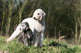 BEDLINGTON TERRIER 244